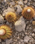 Melocactus Macracanthos