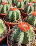 Melocactus matanzanus