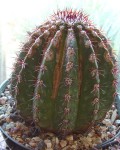 Melocactus Mazelianus