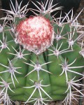 Melocactus Neryi