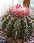 Melocactus Oreas