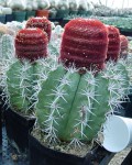 Melocactus Pachycanthus