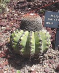 Melocactus Salvadorensis
