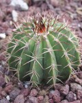 Melocactus Schatzlii