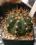 Melocactus X Albicephalus