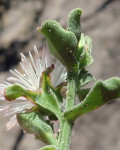 Mesembryanthemum aitonis