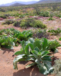 Mesembryanthemum barklyi