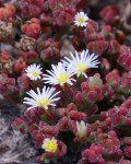 Mesembryanthemum crystallinum