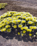 Mesembryanthemum eurystigmatum