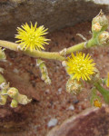 Mesembryanthemum excavatum