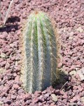 Micranthocereus Dolichospermaticus