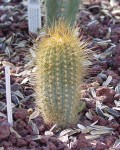 Micranthocereus Estevesii