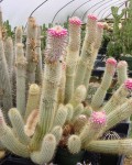 Micranthocereus Polyanthus