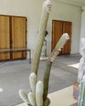 Micranthocereus Purpureus