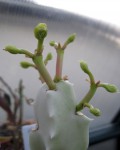 Monadenium Arborescens