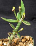 Monadenium Montanum