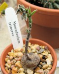 Monadenium Trinerve