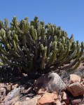 Myrtillocactus Cochal