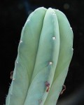 Myrtillocactus Eichlamii