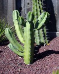 Myrtillocactus Geometrizans