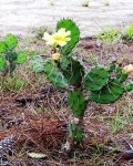 Opuntia Ammophila