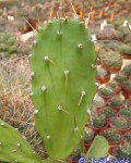 Opuntia Anacantha