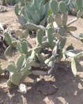 Opuntia Arcei