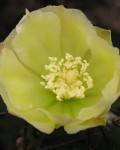 Opuntia Atrispina