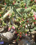 Opuntia Auberi