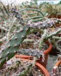 Opuntia Aurantiaca