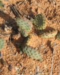 Opuntia Aurea-Hybrid