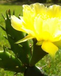 Opuntia Austrina