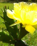 Opuntia Austrina