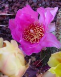 Opuntia Basilaris