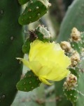 Opuntia Bravoana