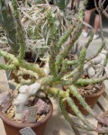 Opuntia Chaffeyi