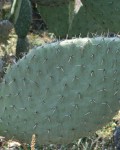 Opuntia Chavena