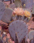 Opuntia Chisosensis