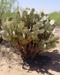 Opuntia Chlorotica