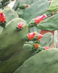 Opuntia cochenillifera