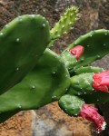 Opuntia Cochenillifera