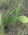 Opuntia Cymochila