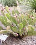 Opuntia Decumbens