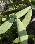 Opuntia Dejecta