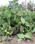 Opuntia Dillenii