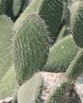 Opuntia Elizondoana