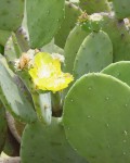 Opuntia Ellisiana