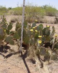 Opuntia Engelmannii