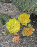 Opuntia Gosseliniana