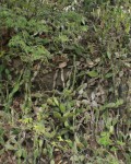 Opuntia Guatemalensis